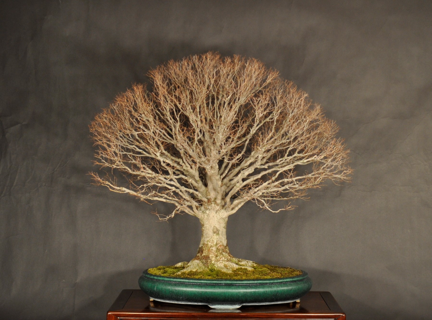 The Omiya Bonsai Art Museum, Saitama