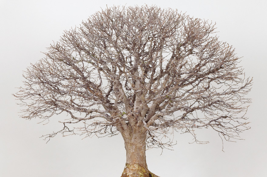 The Omiya Bonsai Art Museum Saitama