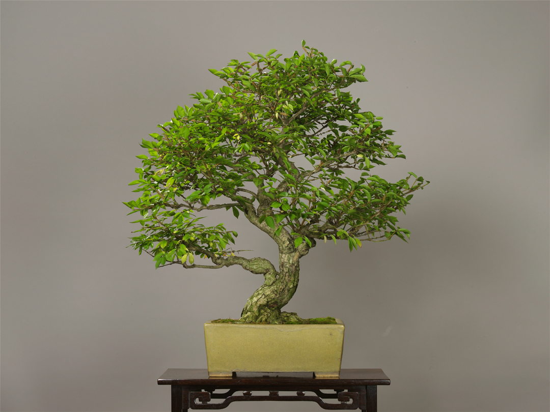 The Omiya Bonsai Art Museum Saitama The Omiya Bonsai Art Museum Saitama