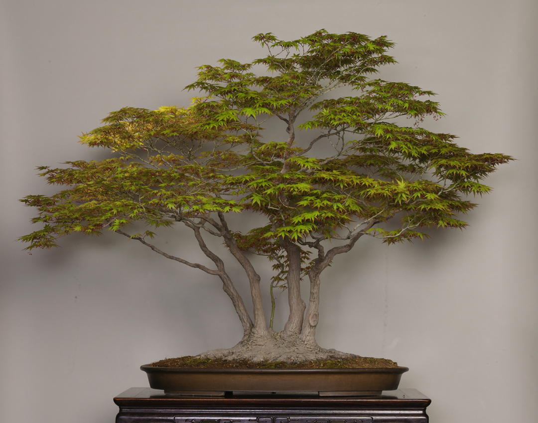 さいたま市大宮盆栽美術館