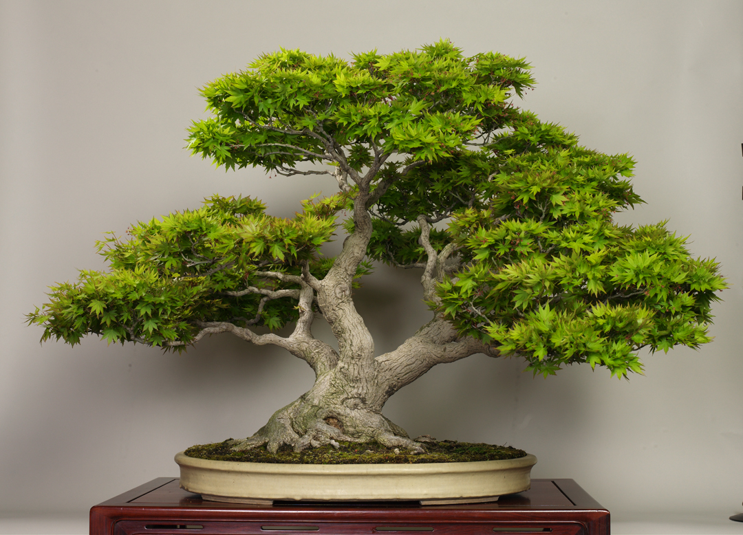 The Omiya Bonsai  Art Museum Saitama