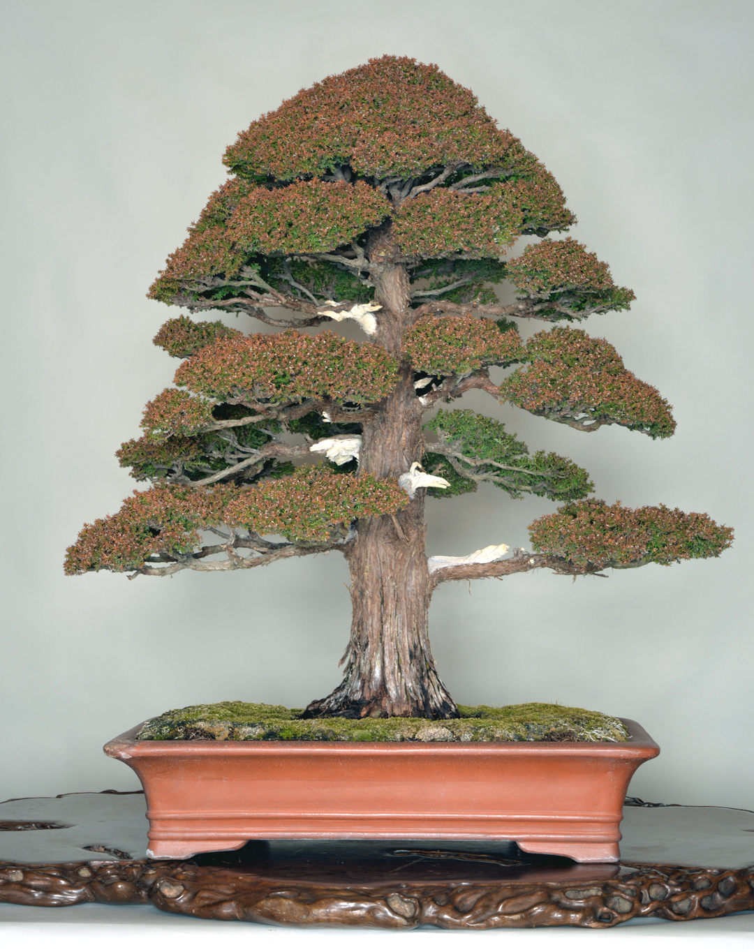 The Omiya Bonsai Art Museum, Saitama