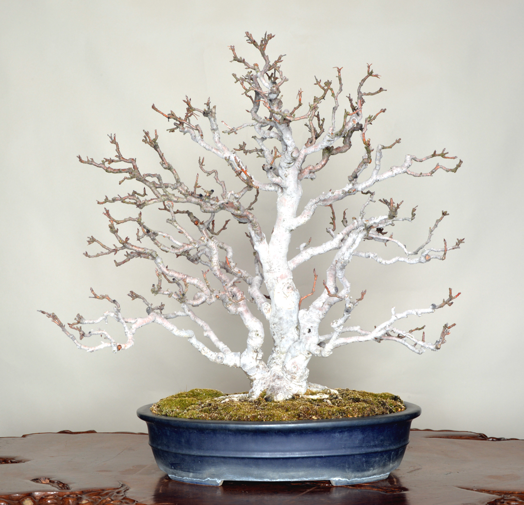 The Omiya Bonsai Art Museum, Saitama