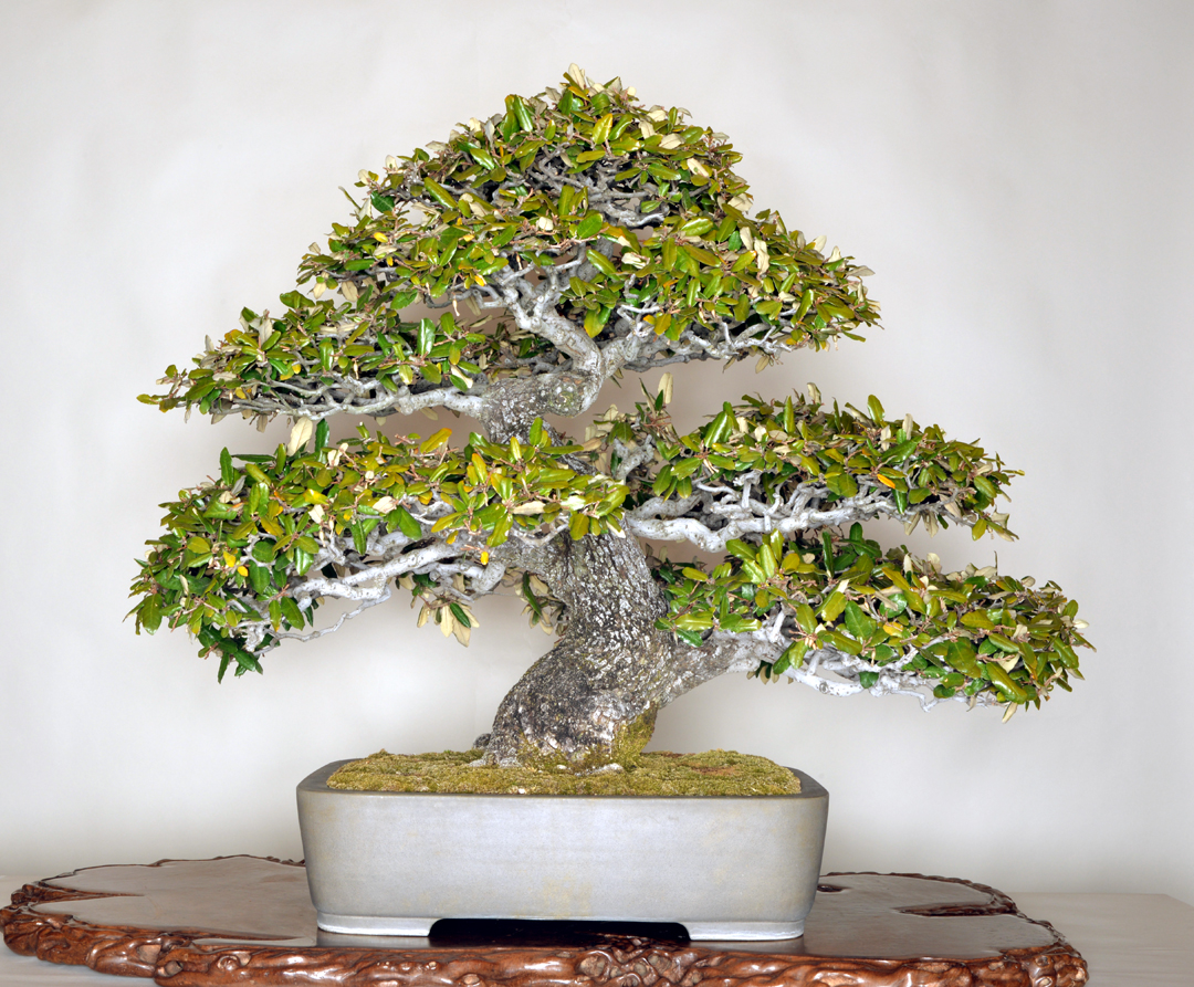 The Omiya Bonsai Art Museum, Saitama