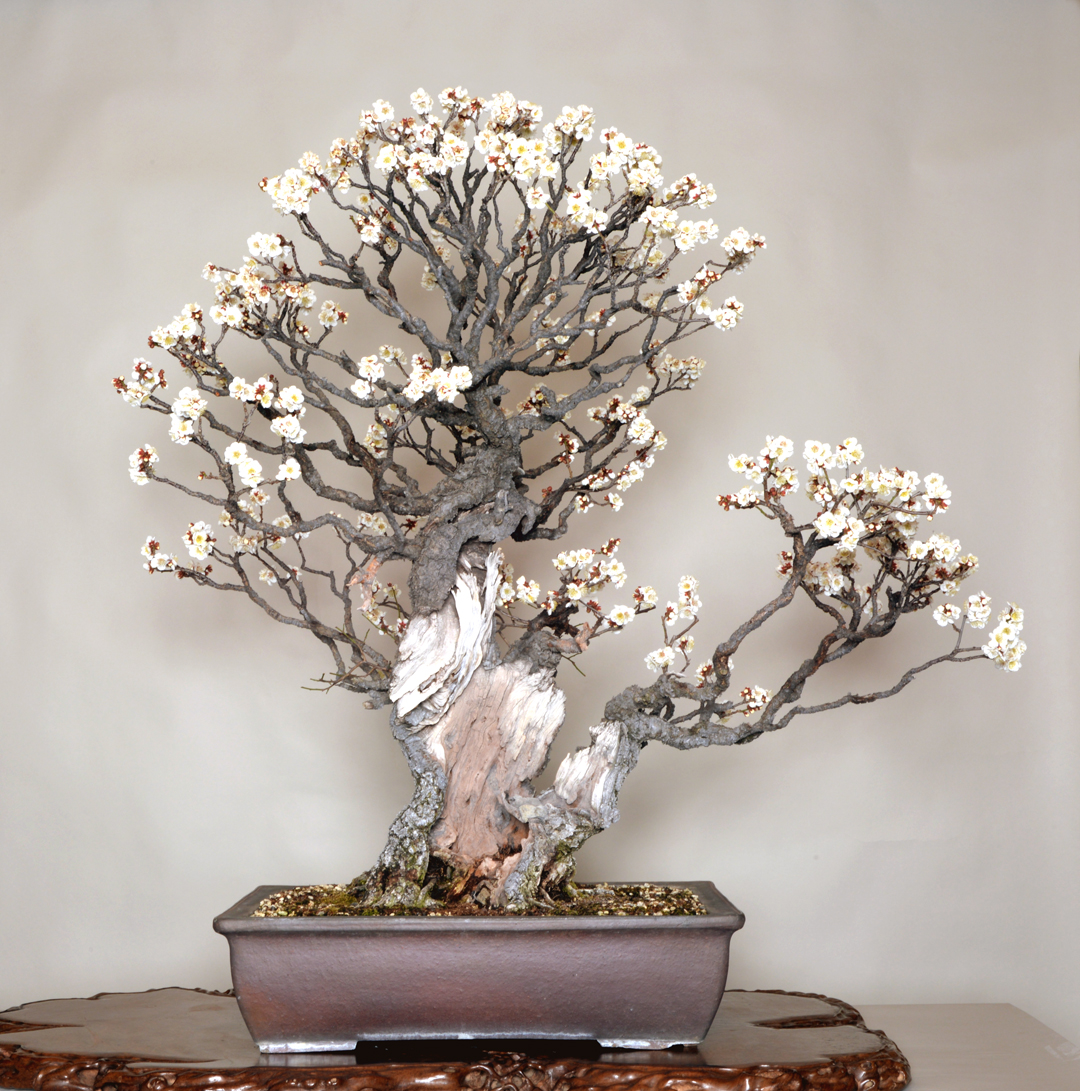 The Omiya Bonsai Art Museum, Saitama