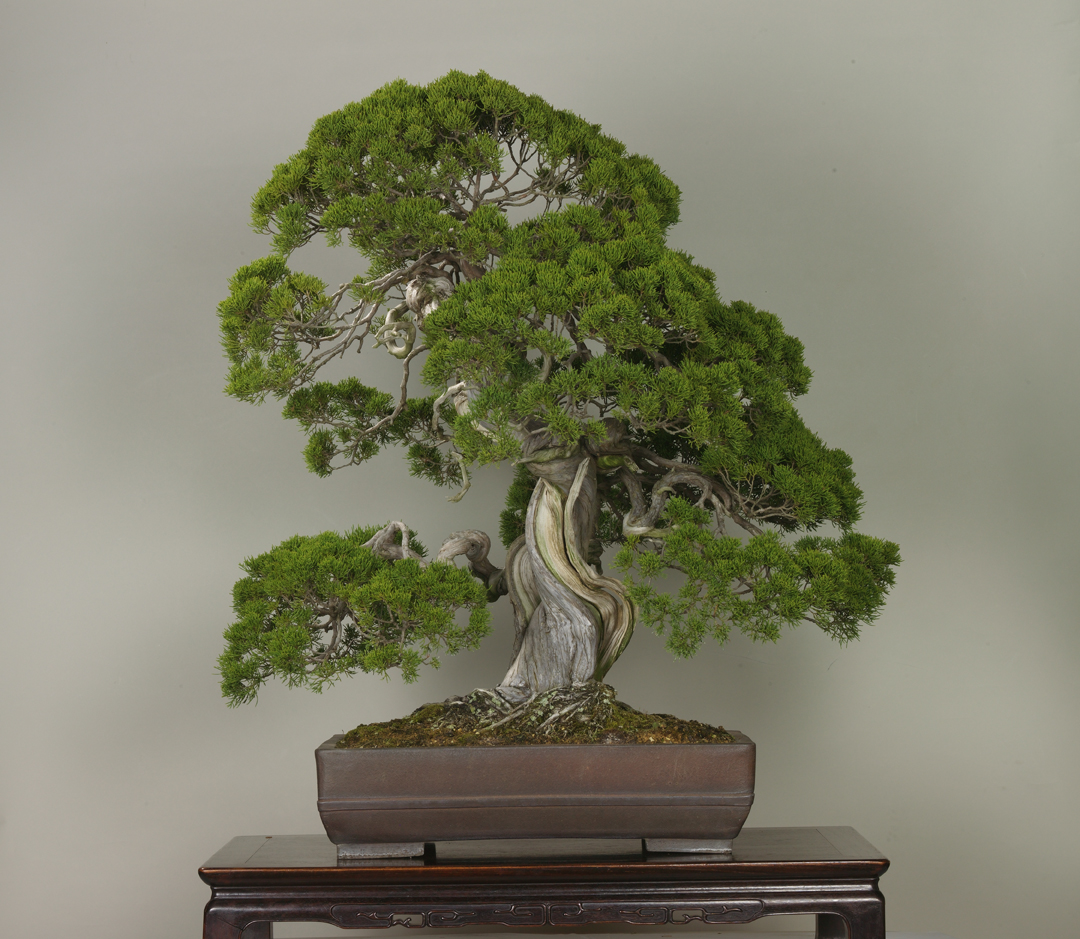 埼玉市大宮盆栽美術館