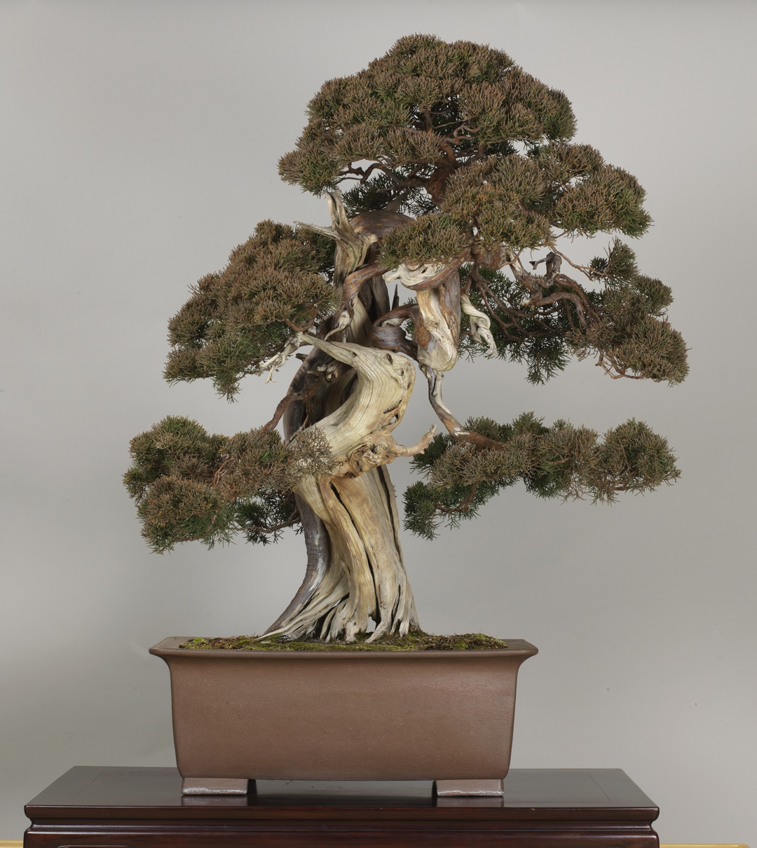 The Omiya Bonsai Art Museum Saitama The Omiya Bonsai Art Museum Saitama
