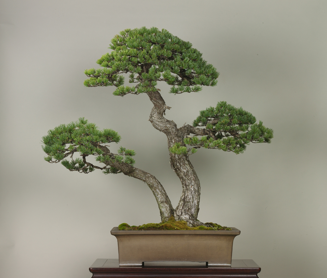 The Omiya Bonsai Art Museum, Saitama
