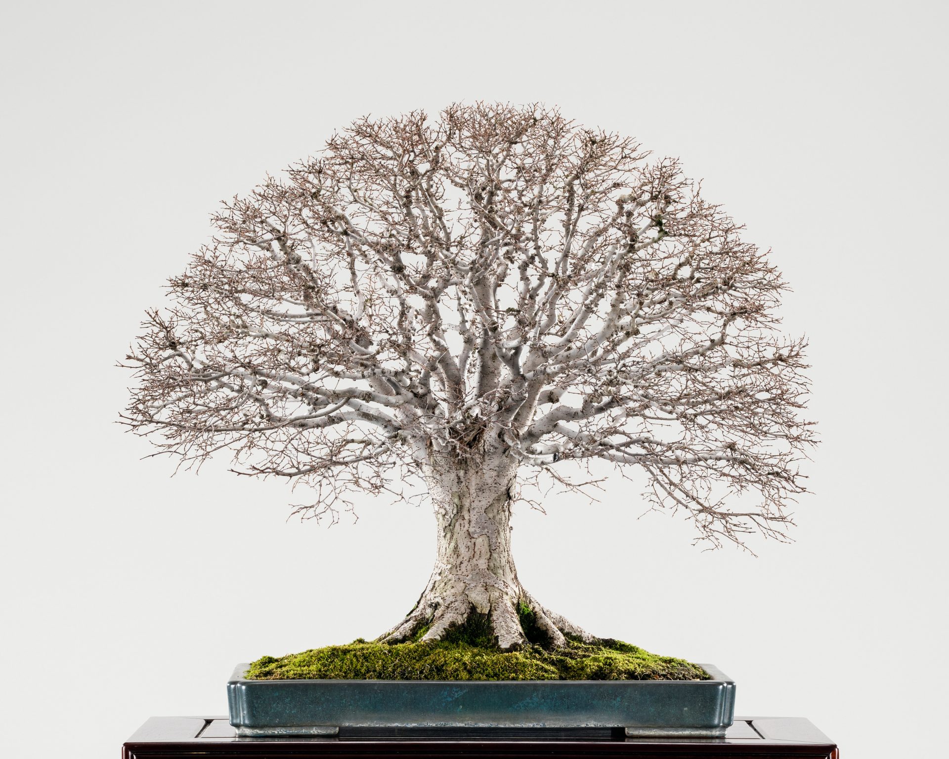 ☆盆美術館☆ 欅大品盆栽 ケヤキ けやき 雑木盆栽 展示会 植木鉢 樹高