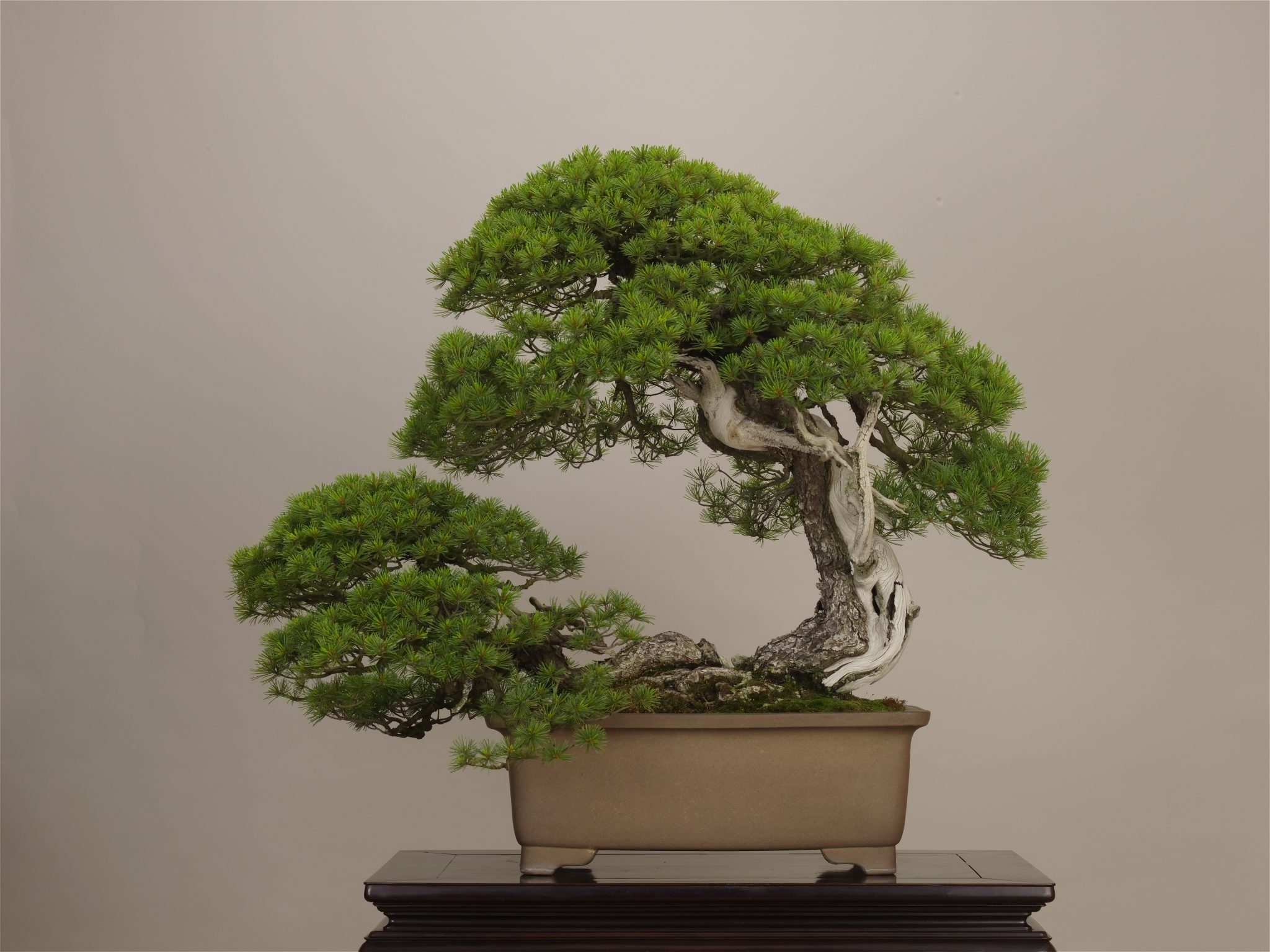 Special Exhibit: Goyo-matsu (Japanese Five Needle Pine) named Higurashi