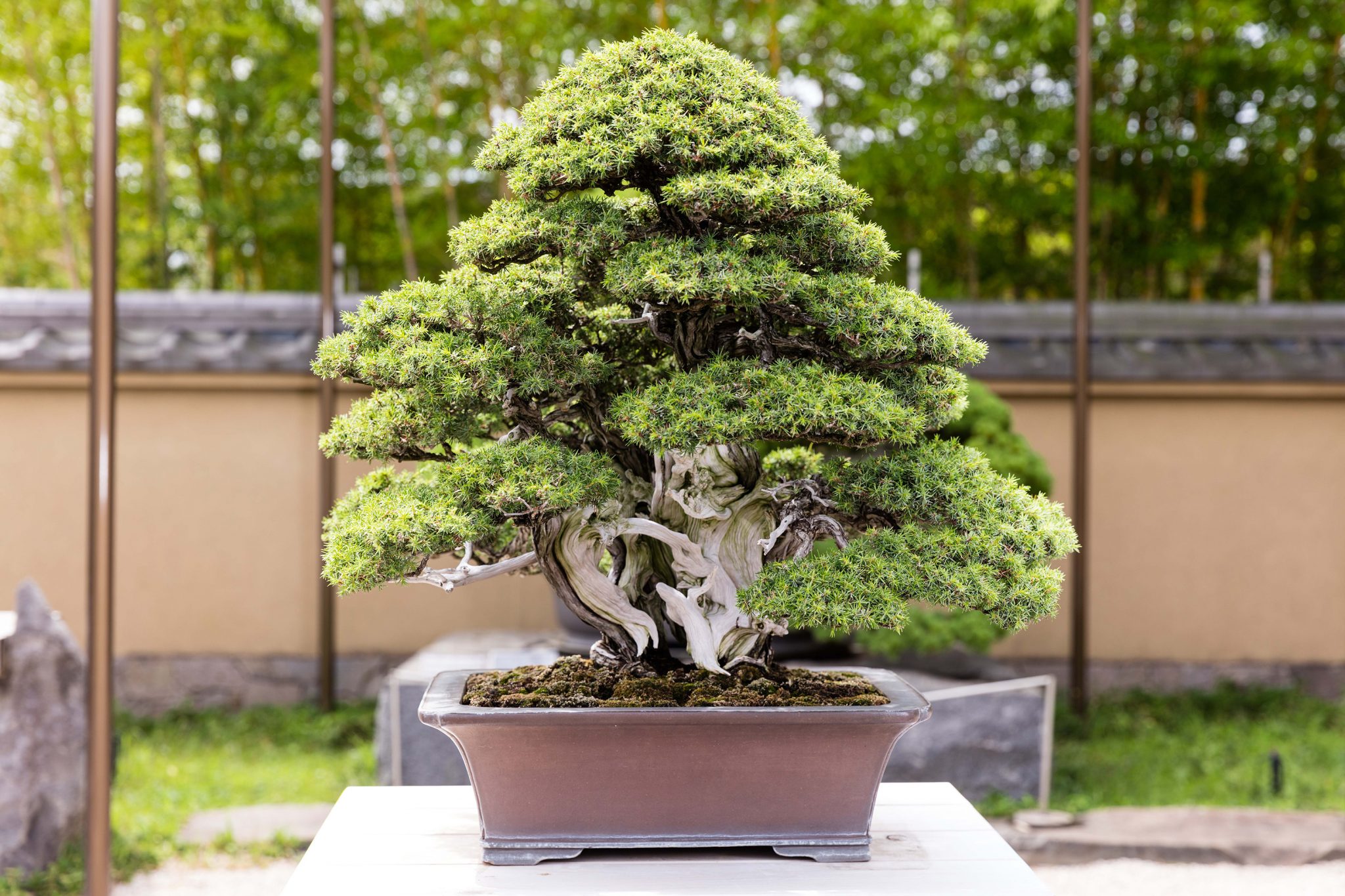 The Art Of Patience: Cultivating A Bonsai Masterpiece From Seed