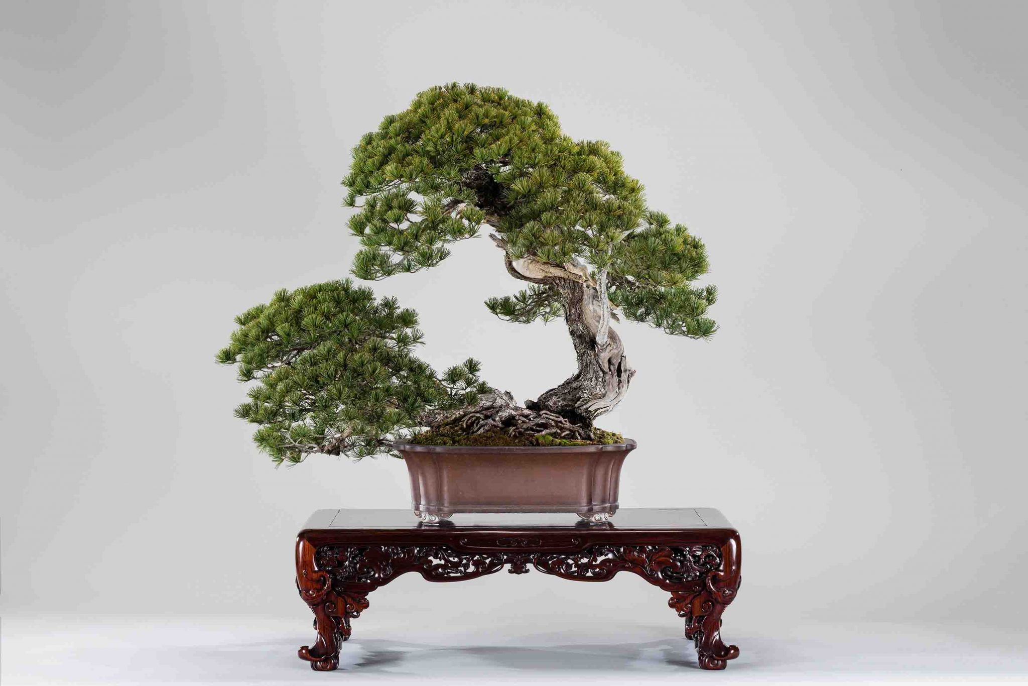 Special Exhibition: Japanese White Pine “Higurashi”, the Treasure of Bonsai