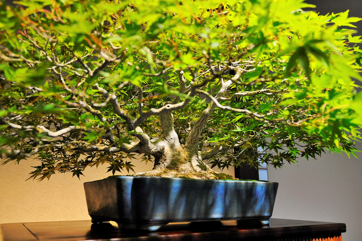 The Omiya Bonsai Art Museum, Saitama