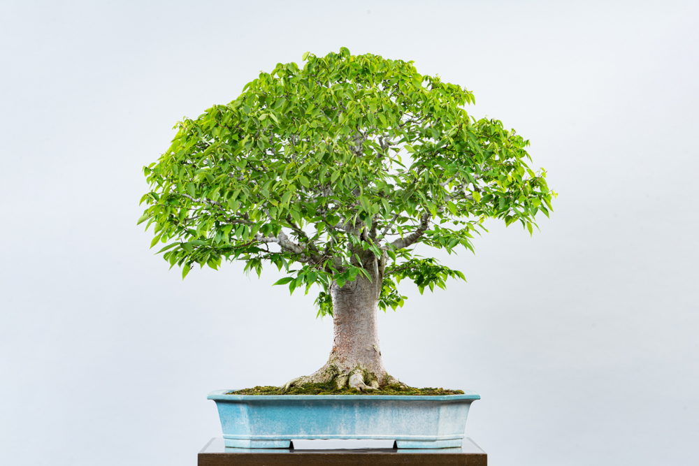 Special Exhibition: Japanese Zelkova, a favorite of former Prime Minister Shigeru Yoshida