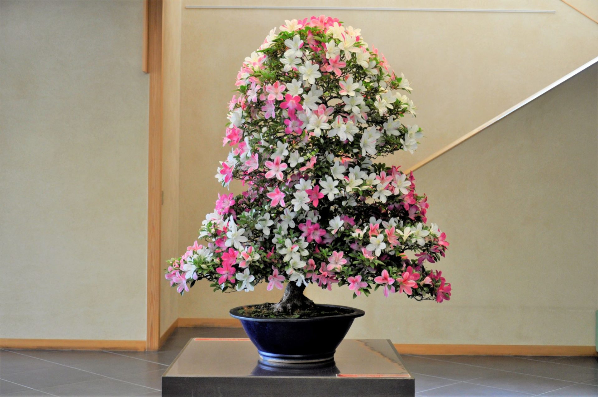 Special exhibition of Satsuki azalea bonsai to commemorate World Bonsai Day 2022