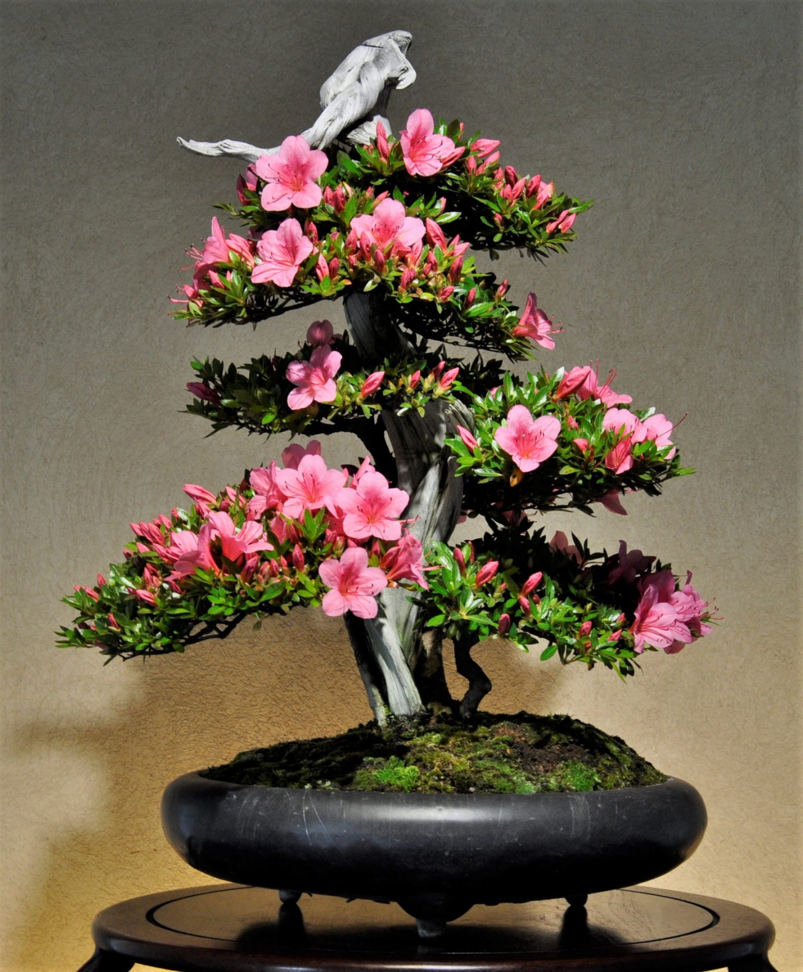 Special Exhibition of Satsuki Azalea Bonsai