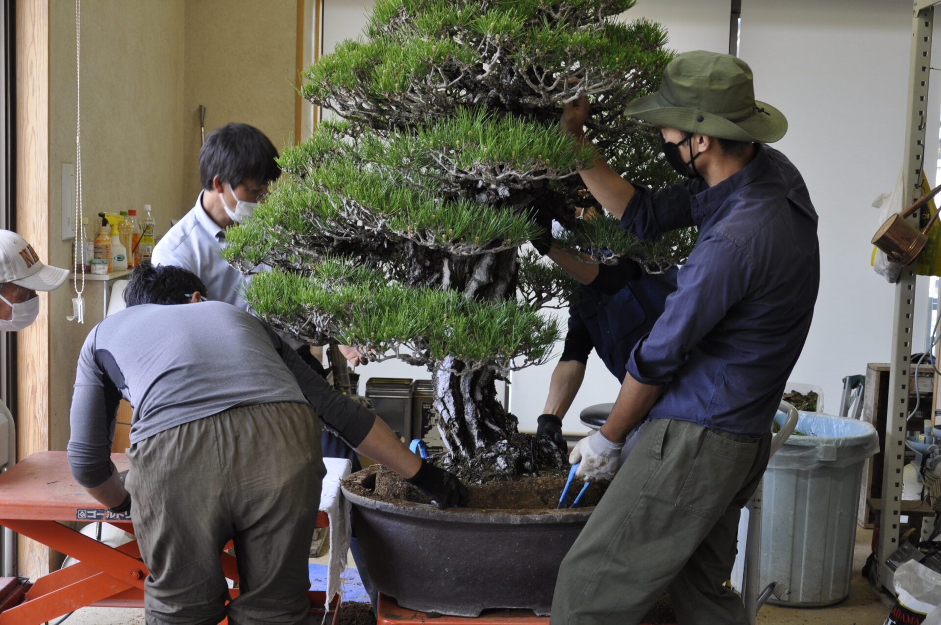 Taking the Japanese black pine from the pot.