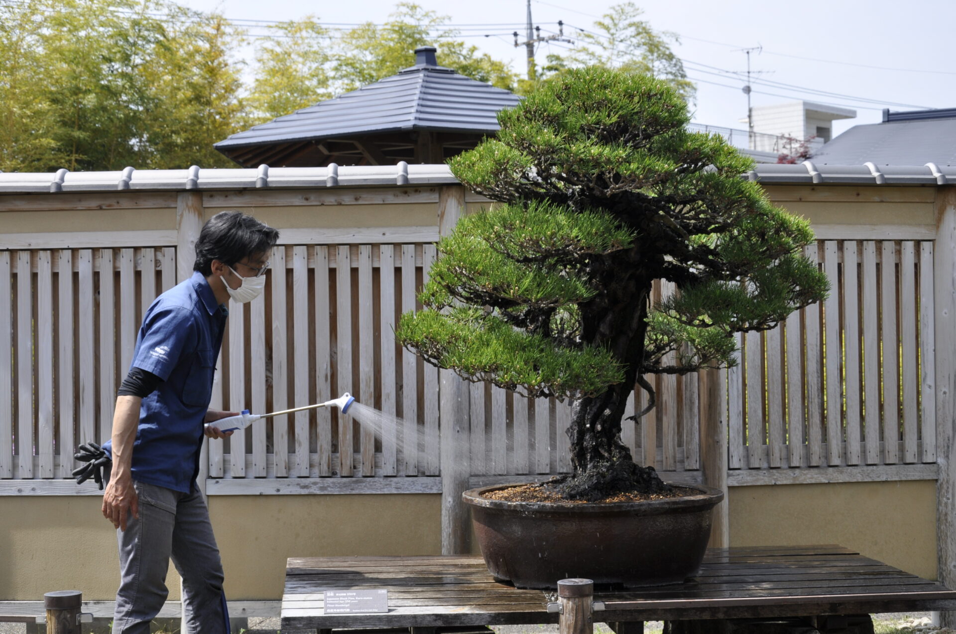 植え替え後の正面（水やり中）