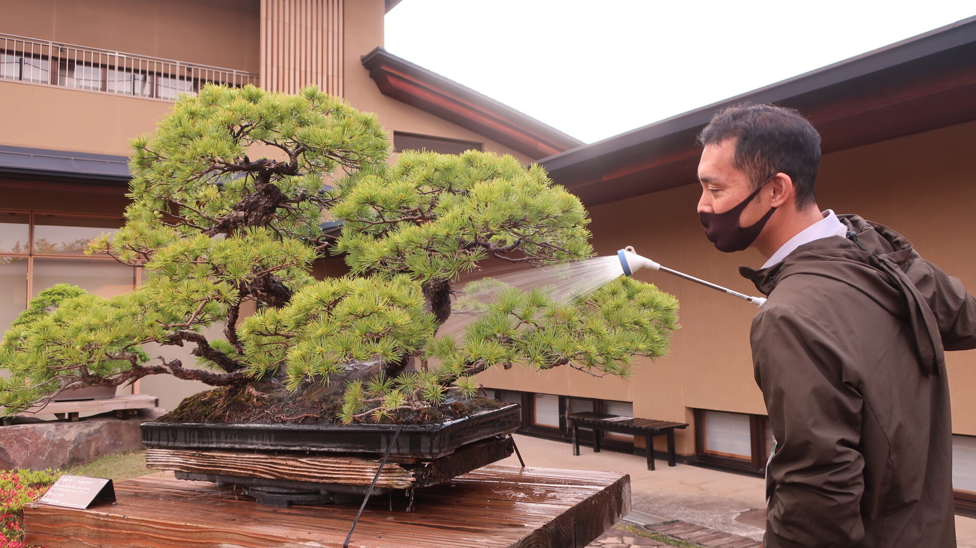 盆栽庭園（屋外）での水遣り（五葉松「舞子」）