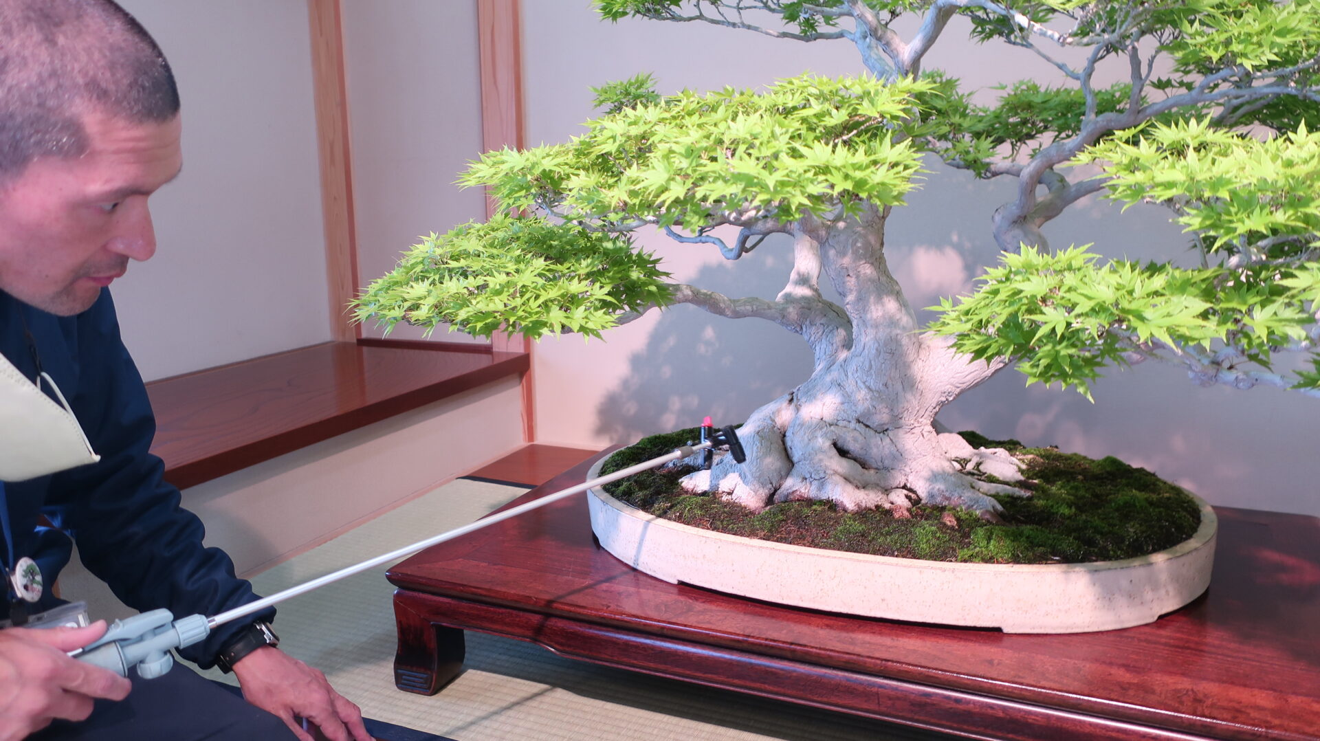 Watering in a zashiki room (inside) (Japanese maple)