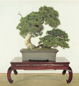 “Higurashi” during 1975 at the 49th Kokufu-ten Bonsai Exhibition” (Nippon Bonsai Association, 1975)