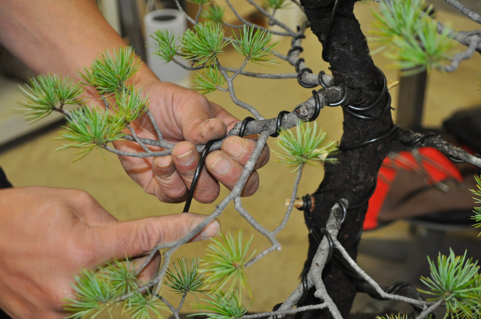 Wiring a branch of a Japanese white pine.