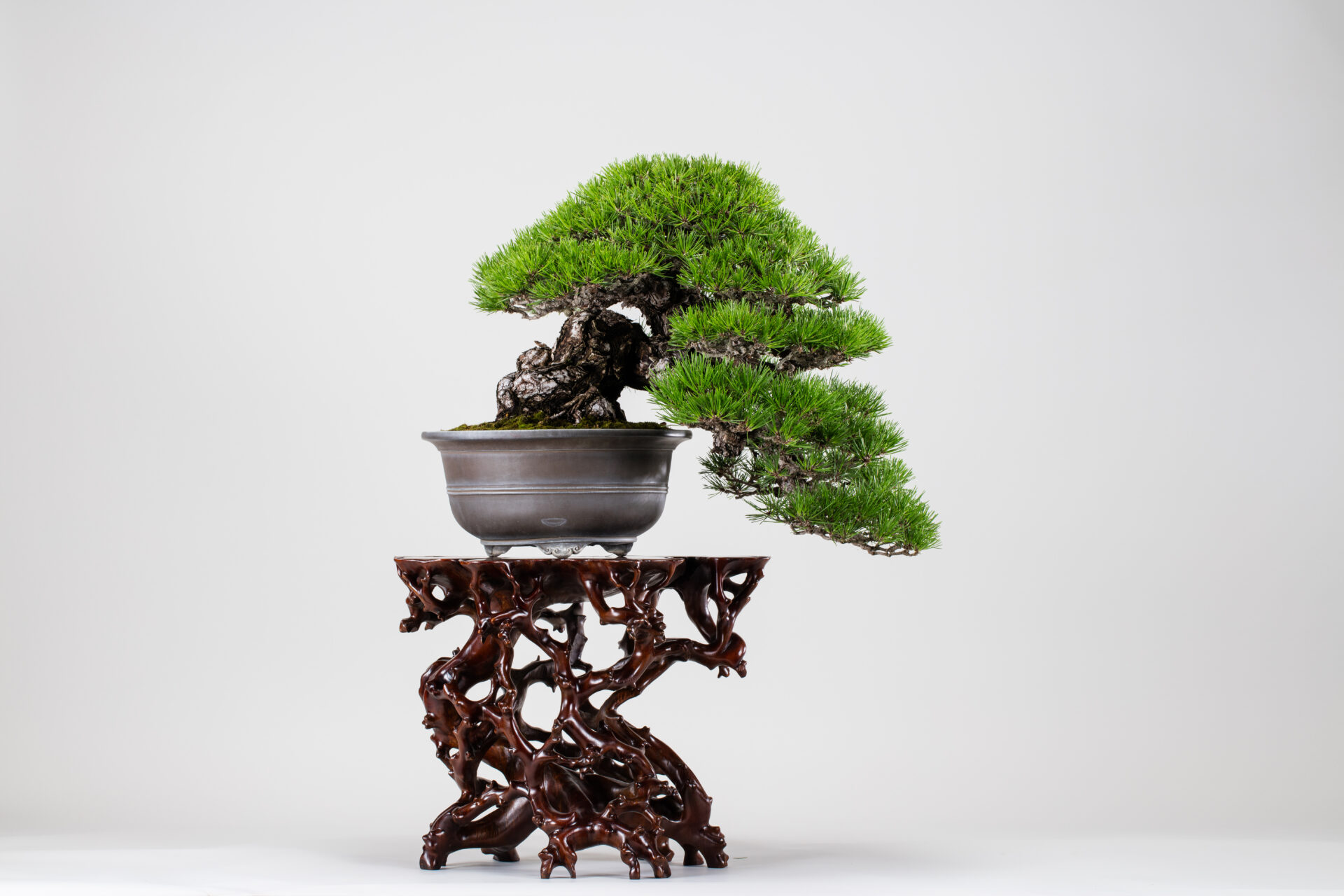 盆栽：黒松（A-069）／卓：天然彫高卓（D-012）／木の根が複雑に伸びる様を彫刻した高卓が、松の躍動感ある半懸崖の樹形と見事な調和を見せる。