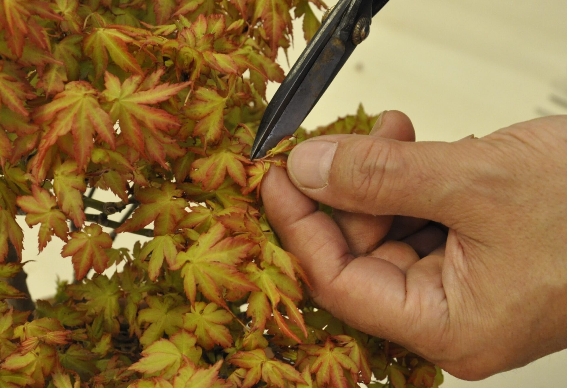 Pinching Buds on a Japanese Maple