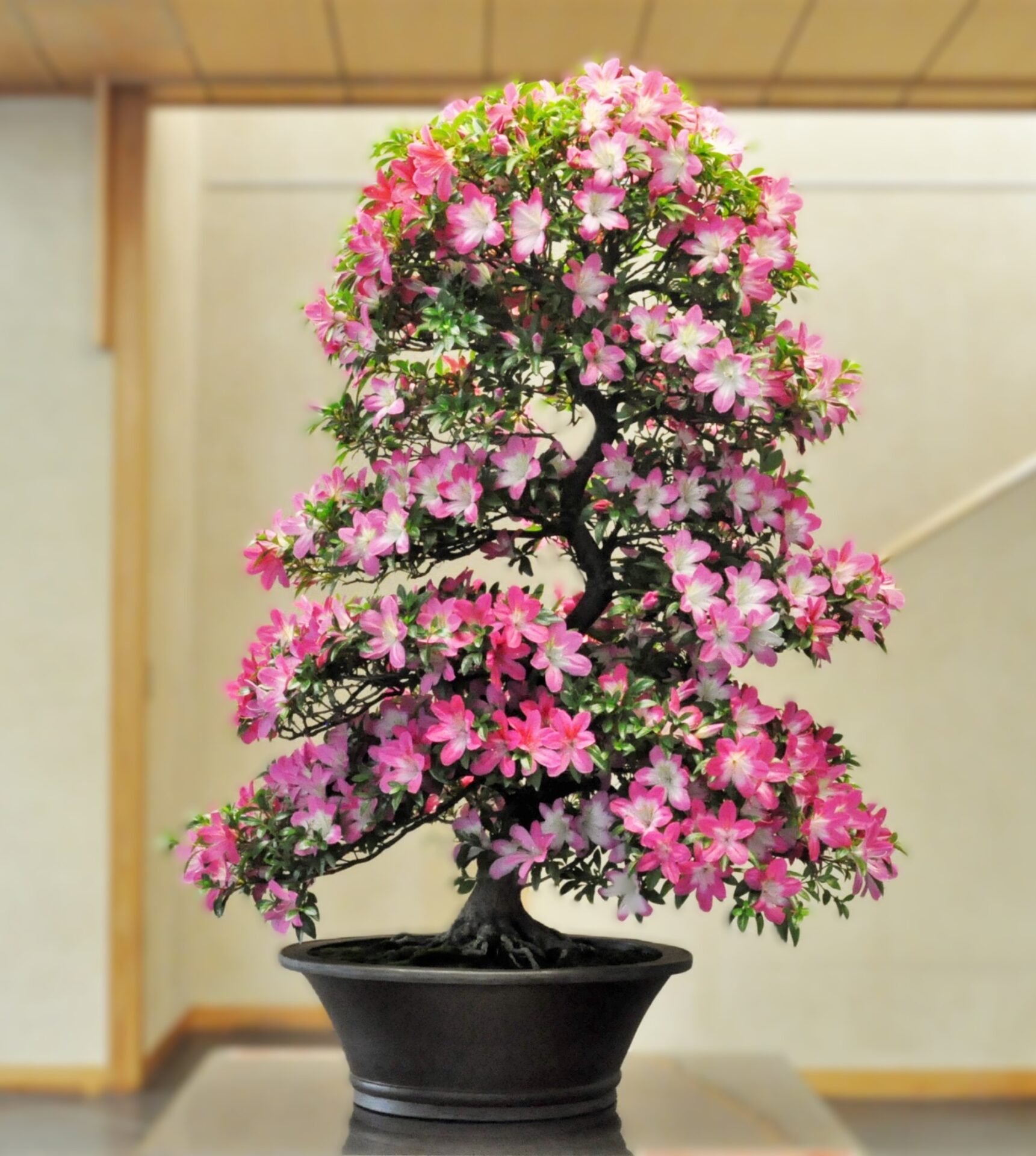 World Bonsai Day 2024 Celebration – Special Exhibition of Satsuki Azalea Bonsai