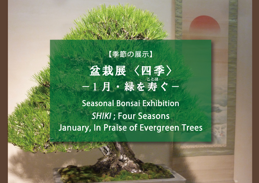 【季節の展示】盆栽展〈四季〉ー1月・緑を寿ぐ
