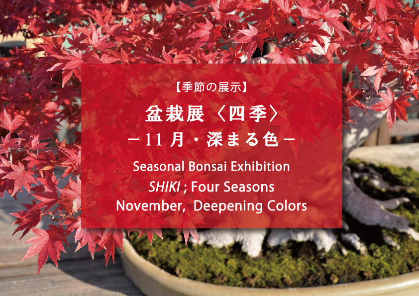 Seasonal Bonsai Exhibition, Shiki: November, Deepening Colors