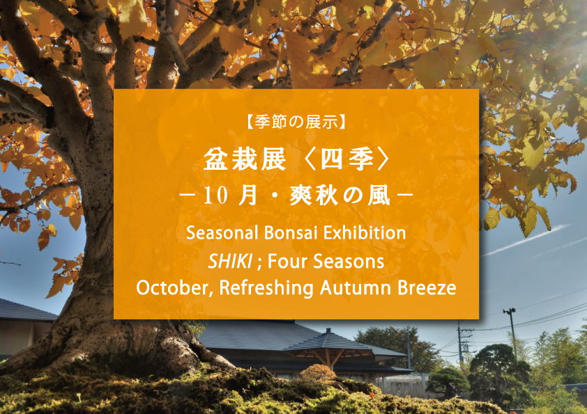 【季節の展示】盆栽展〈四季〉ー10月・爽秋の風