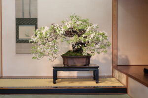 山田登美男（作）山桜