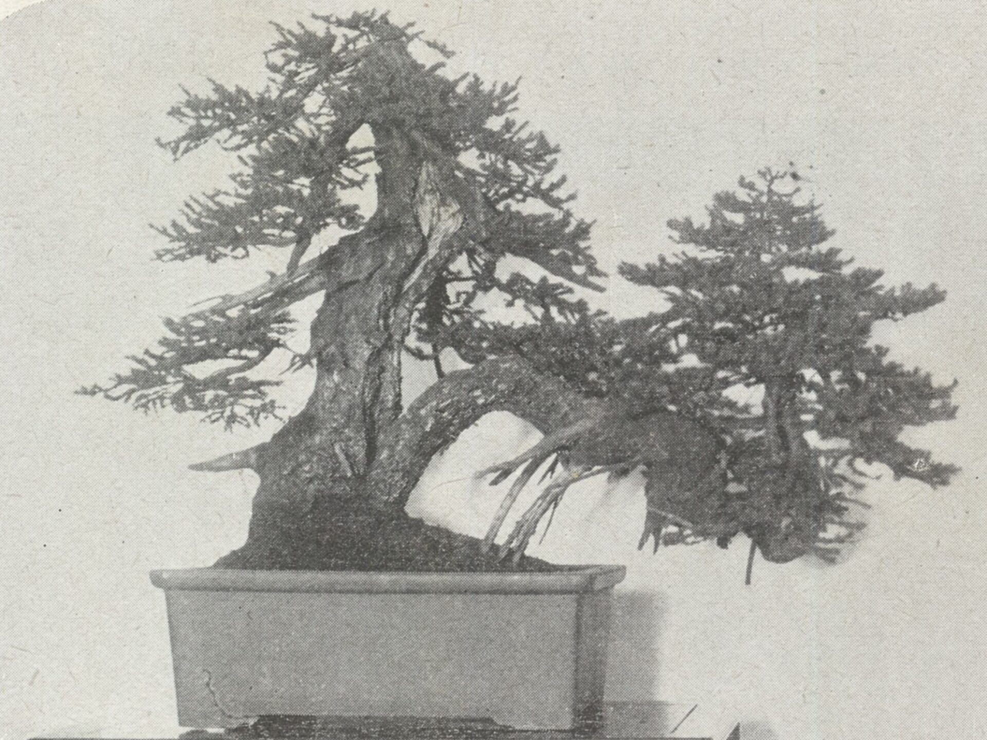 蝦夷松「轟」 昭和6年（1931）の姿