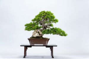 A-017_五葉松「うず潮」の写真