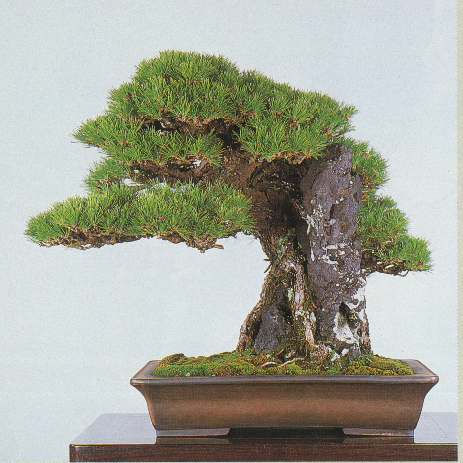 国風賞受賞時 平成2年(1990)