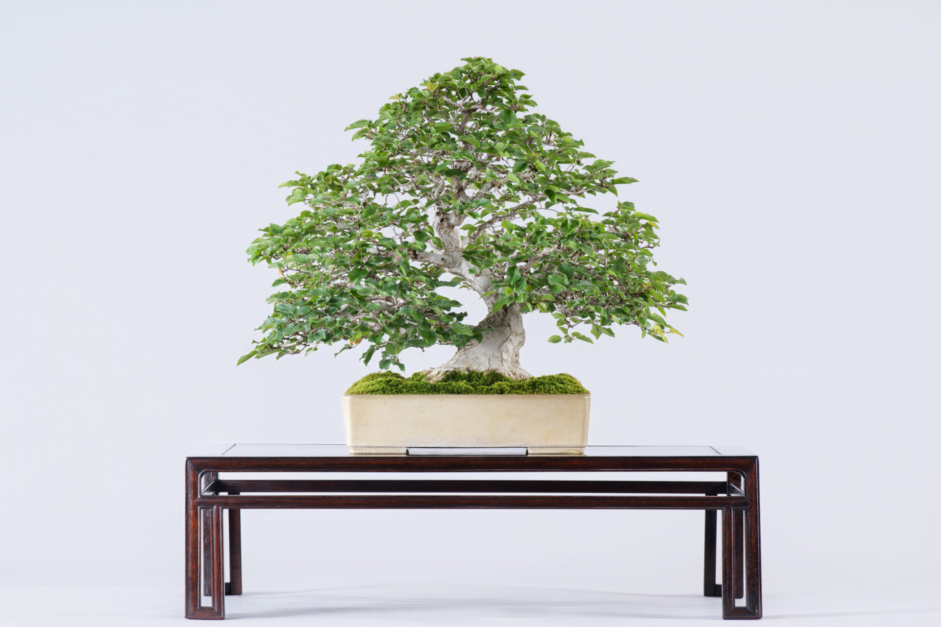 ジンシャリ Vol.55