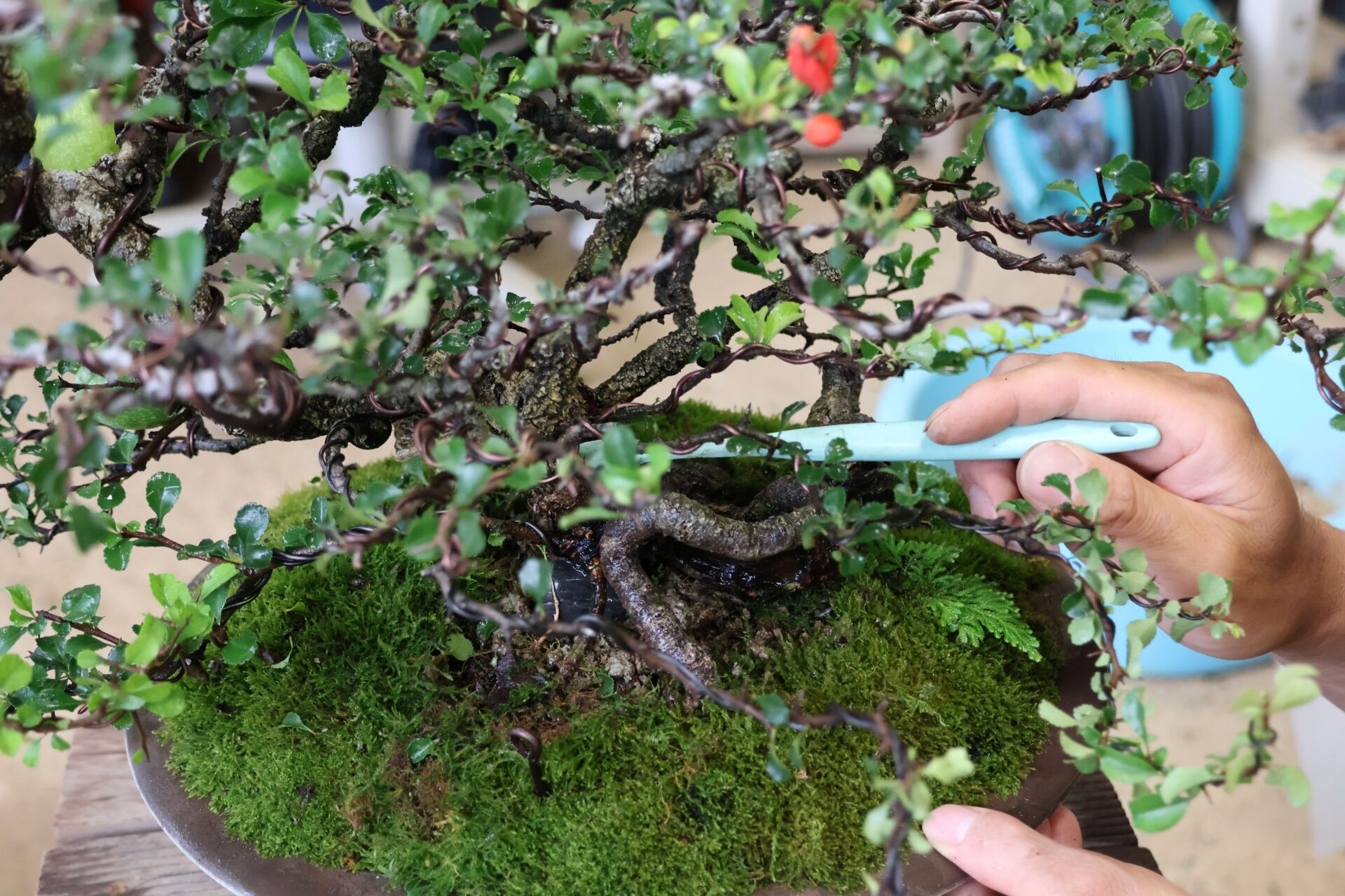 ブラシで優しく苔や汚れを取り除く